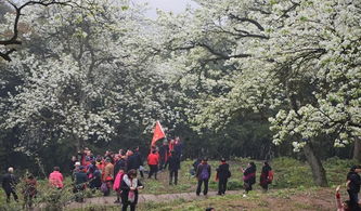 泸州周边要成花海了 带上攻略 梨花樱桃花油菜花一次看够 