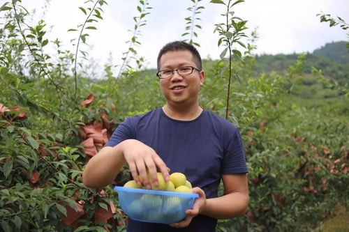 什么样的李子竟能甜掉牙 认准这金黄的外衣 