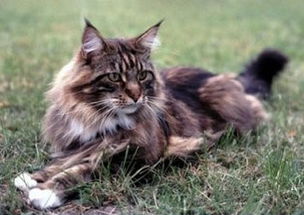 maine coon kittens for sale sydney nsw