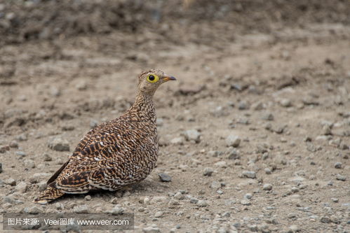 female sand,Female Sand: A Comprehensive Overview