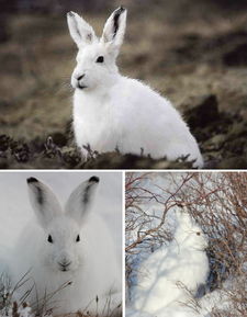 北极十大纯白野生动物 北极狐皮毛具伪装功能 