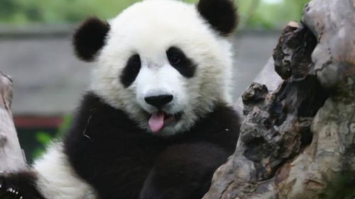 揭秘 成年大熊猫没有天敌, 它是怎么把自己玩濒危的 看完我笑了 
