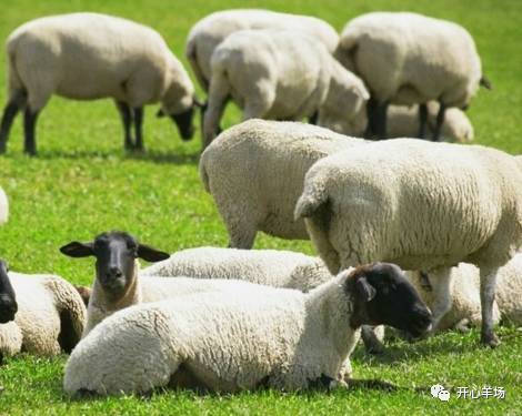 有什么经验才能养羊赚钱 开心羊场帮您分析 
