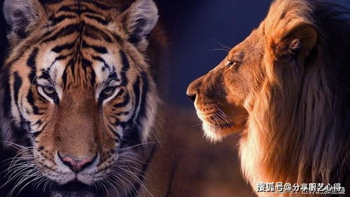从实力上看,狮子与老虎单挑总是老虎赢吗