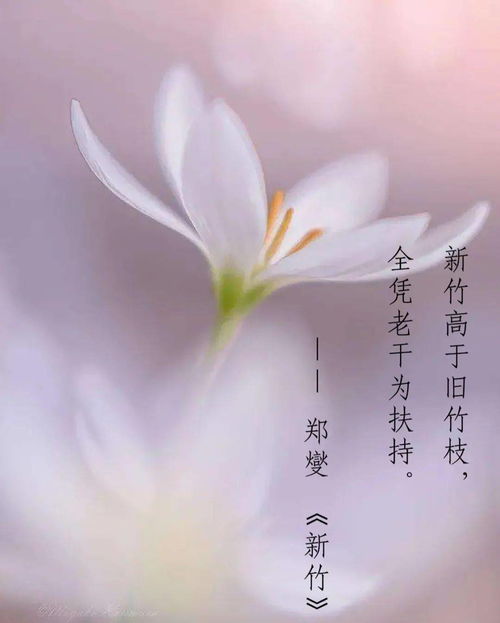 教师节丨最美的诗句送给最爱的老师