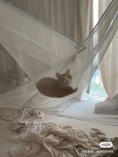 听说,蚊帐挂久了会长猫