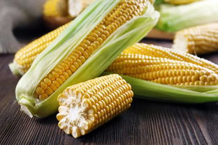 23年8月份玉米价格预测 2023玉米马上要大涨了真的吗