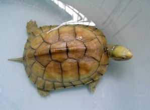 黄喉拟水龟幼龟维生素缺乏症的防治方法