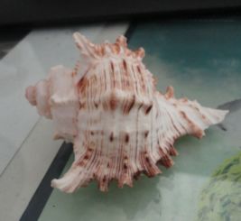 这种贝壳学名叫什么 