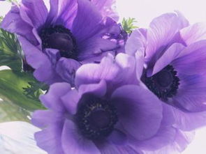 紫蔷薇花语,紫蔷薇、蓝蔷薇、黑蔷薇的花语各是什么？