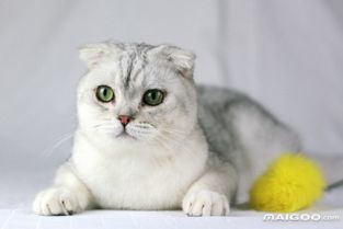 最具贵族气质的猫咪 世界十大贵族猫 集万千优雅于一身