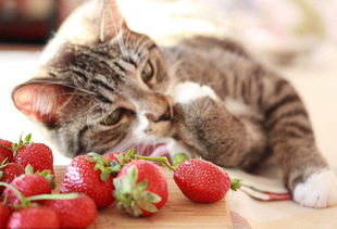 猫可以吃葡萄吗,猫可以吃葡萄吗的短视频