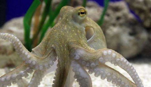 揭秘大章鱼的秘密生活聪明狡猾的大章鱼,你了解多少?