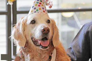狗狗用13 15年的时间与你交换每一次的生日祝福...