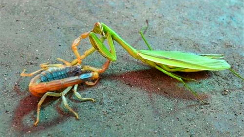 交配完后,母螳螂要吃掉 丈夫 时,为何公螳螂不反抗也不逃走
