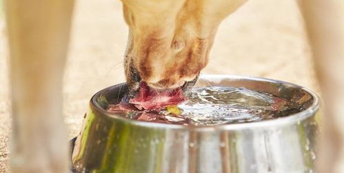 这 6种水 对狗狗身体没好处,主人不要再喂了