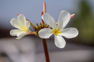 栀子花开，清香自来，写栀子花的作文600