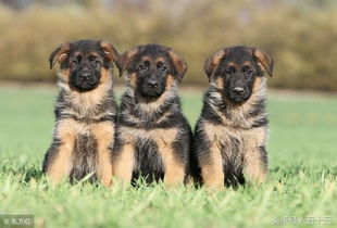 最受欢迎的犬种之一 德国牧羊犬 这五件事你可能不知道 