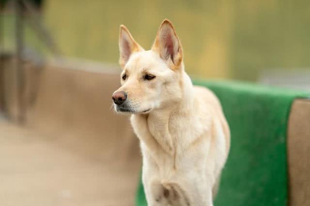 撞脸柴犬的珍岛犬,却是韩国的国宝犬种,但它们并不适合新手饲养