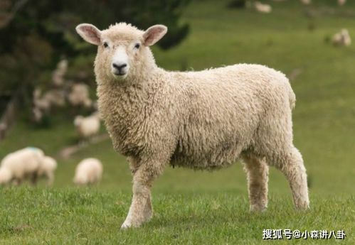 揭秘生肖羊的属相婚配与晚年宿命,句句说到心坎,属羊人快来围观