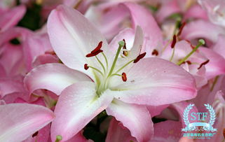 百合为什么被称为 吉样之花 