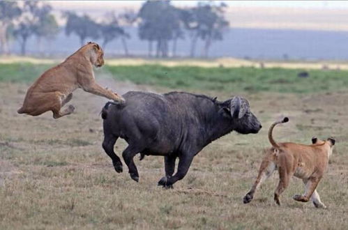 野牛遭到3只狮子围攻之后, 与狮群展开大战后成功逃脱