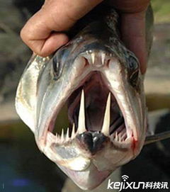 亚马逊流域最强动物杀手排行 吸血鬼鱼獠牙惊人