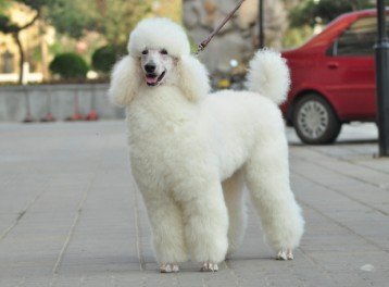 请问白色卷毛狗的品种是什么 