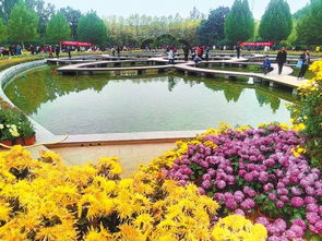 兰州植物园展出菊花4万余盆 参观者络绎不绝 