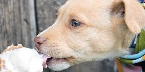 狗能吃冰淇淋吗 潜在问题很多,这些替代品绝对无害