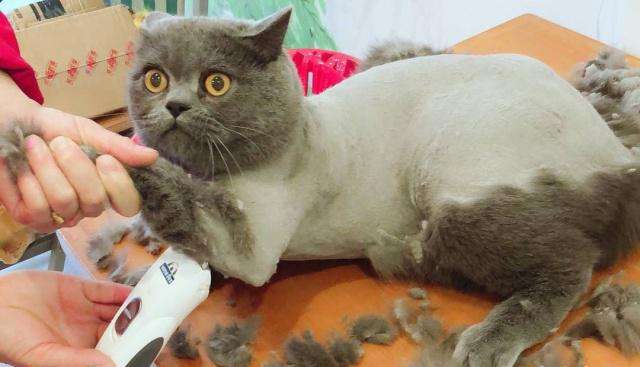 给猫咪剃光毛后,猫咪跟我记仇半个月 夏天该给猫剃毛吗