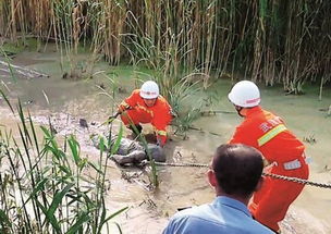 60岁老太走失深陷沼泽 被泥潭吞噬无法自拔 