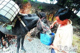 泉州清源山上现 骡帮 翻山越岭运沙石 