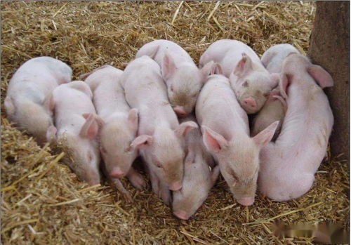 8头未检疫小猪出售后7天内全死,慈利县通津铺一养殖户被查
