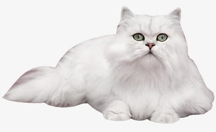 一只白色的猫 创意素材 趴着素材 
