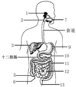 下图为人体的消化系统部分结构示意图.请据图回答 1 人体消化和吸收的主要器官是图中 所示结构. 2 图中①所示器官所分泌消化液对食物中 消化起重要作用 