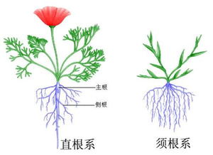 植物的根有什么作用 