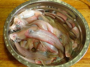 塔米鱼怎么做好吃,塔米鱼是一种营养丰富