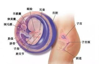 每个宝宝出生前都是个勇猛战士,一起看看ta的心路历程吧 