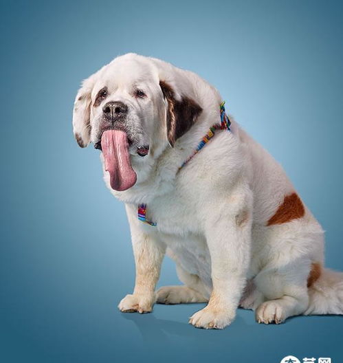 世界上舌头最长的狗狗 竟长达18.58公分