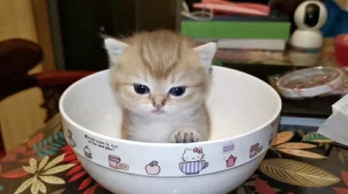 超级可爱的小猫咪,快到碗里来 