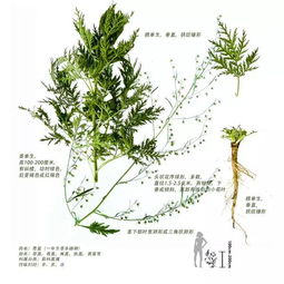 kava植物