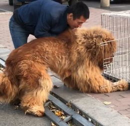 卖掉了一只藏獒,把它装进笼子那一刻,我却哭了