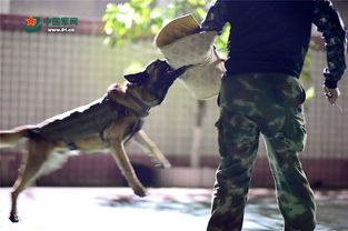 高清 功勋犬夜训跳火圈 满满大片即视感 