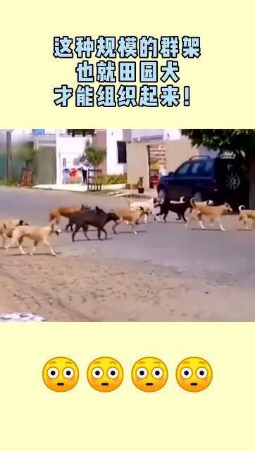 这种规模的群架,也就田园犬,才能组织起来 