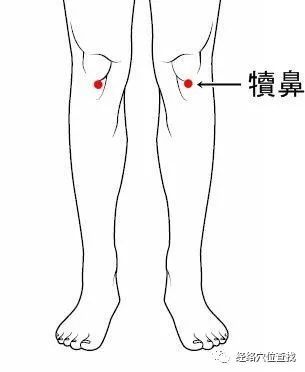 犊鼻准确位置图片