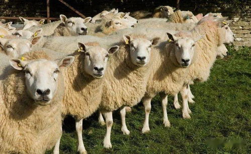 圈养100只母羊,羊羔育肥到30斤出售可行不 老养殖户告诉你