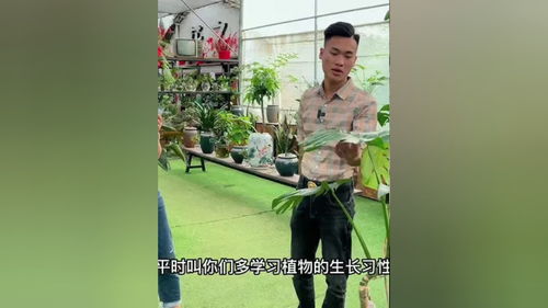 桌面绿植适合摆什么,点亮你的桌面，这些绿植让你心情愉悦！