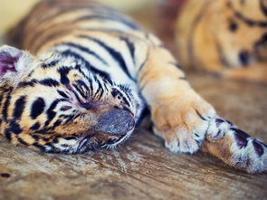 梦见抱着可爱的小老虎