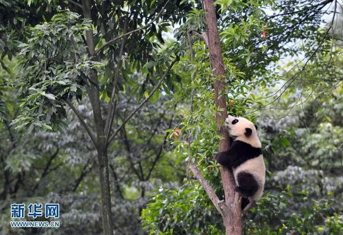我国大熊猫保护和研究获重大进展